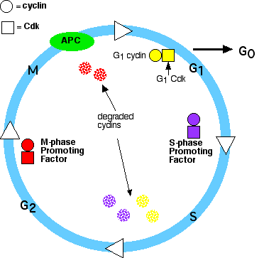 The Cell Cycle Regulation Pogil Answers